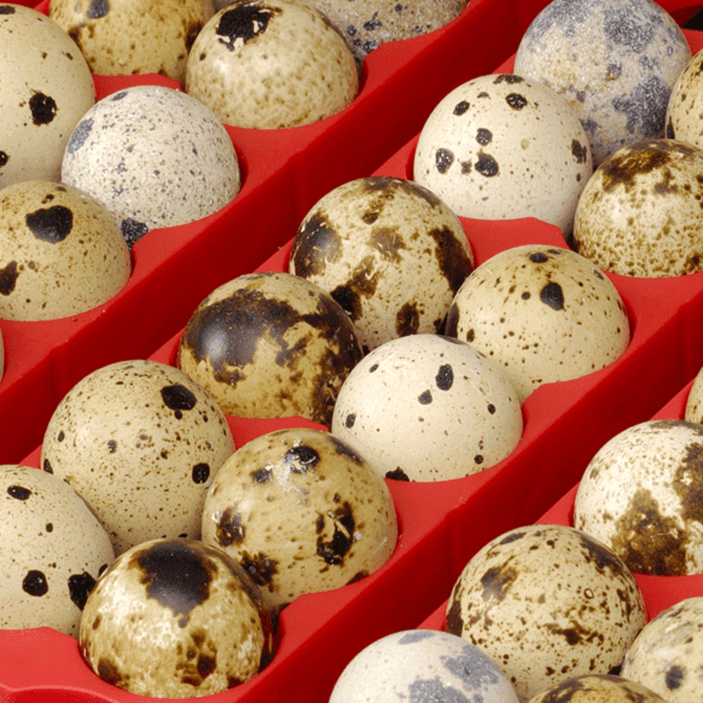 Rugemaskin River Systems 49 egg helautomatisk