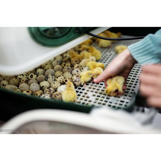 Hvilken rugemaskin skal jeg kjøpe?